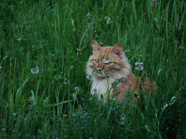 Котовторник 19.07.22