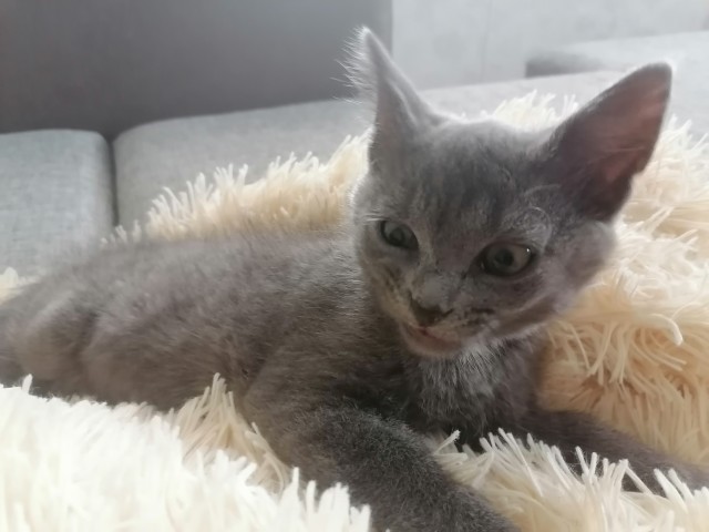На котовторник