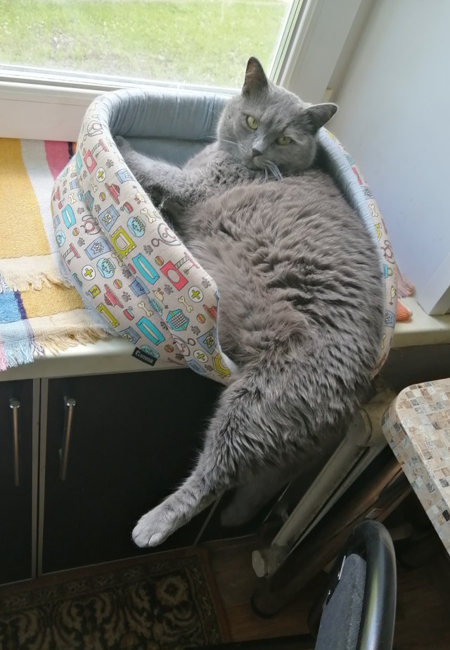 Начинаем котовторник.