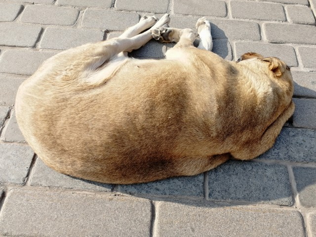 Котики Стамбула