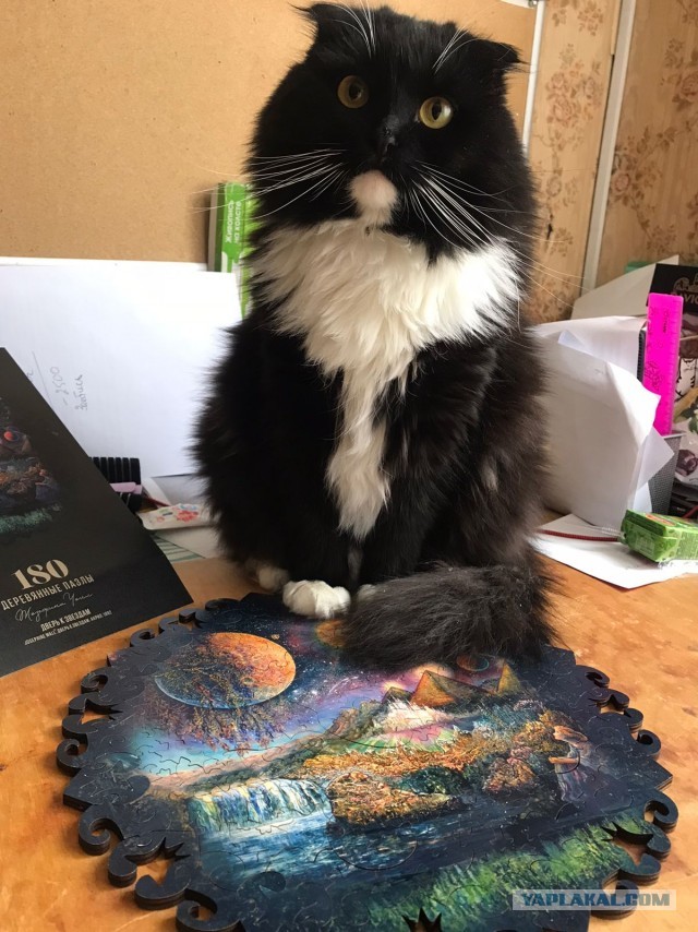 Вы хочите кошек, их есть у меня...