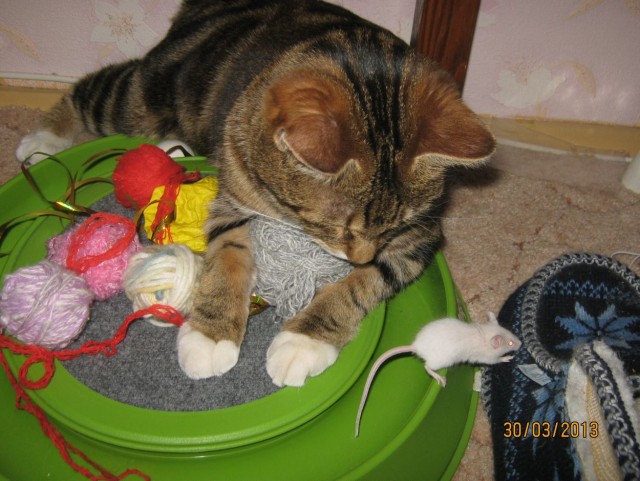 Котовторник 09.04.2013