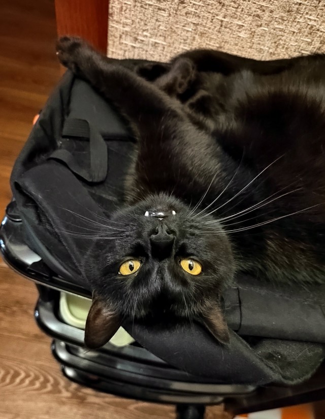 Начинаем котофторник?