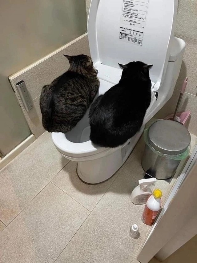 Котовторник Рыжих