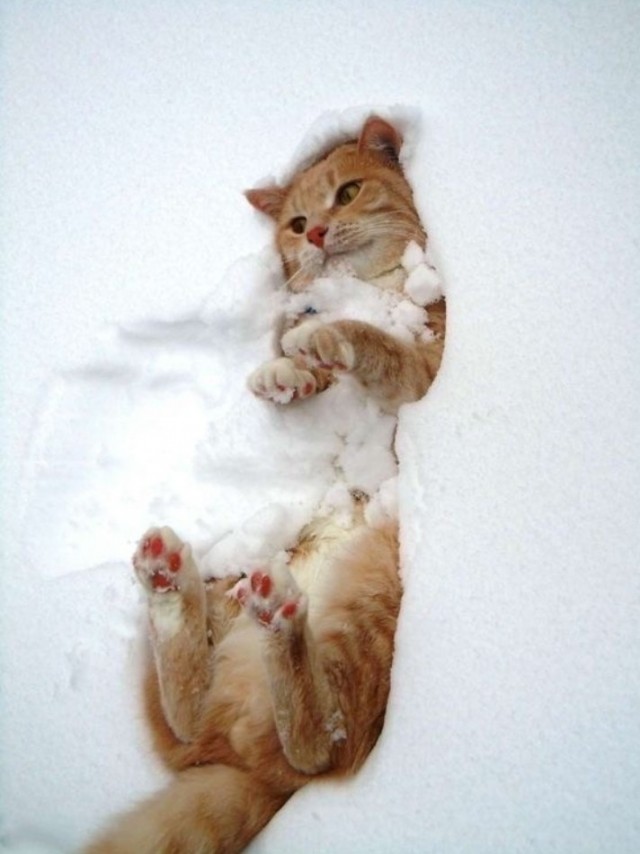 Жизнь домашнего приюта "Котоленд" 426