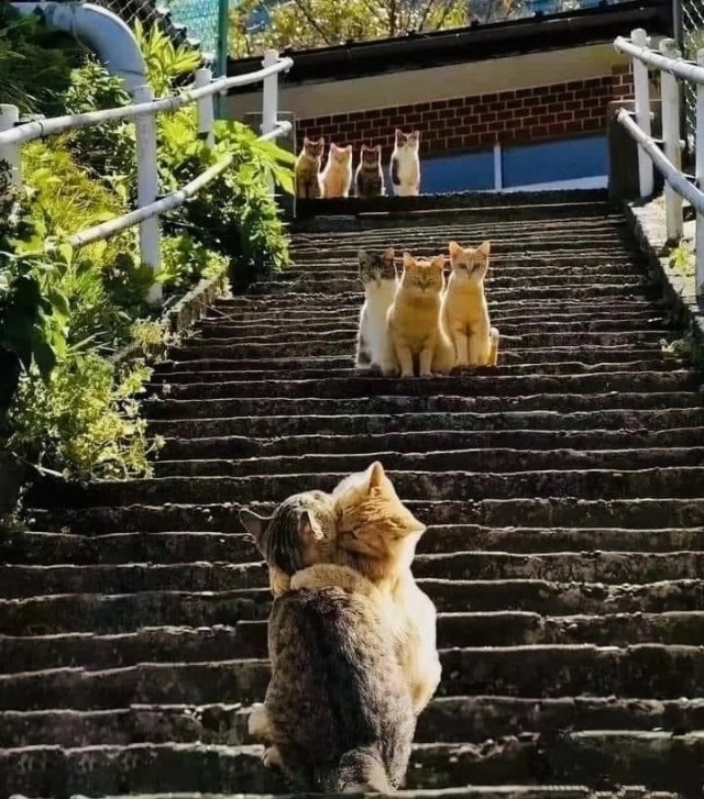 Котовторник в картинках