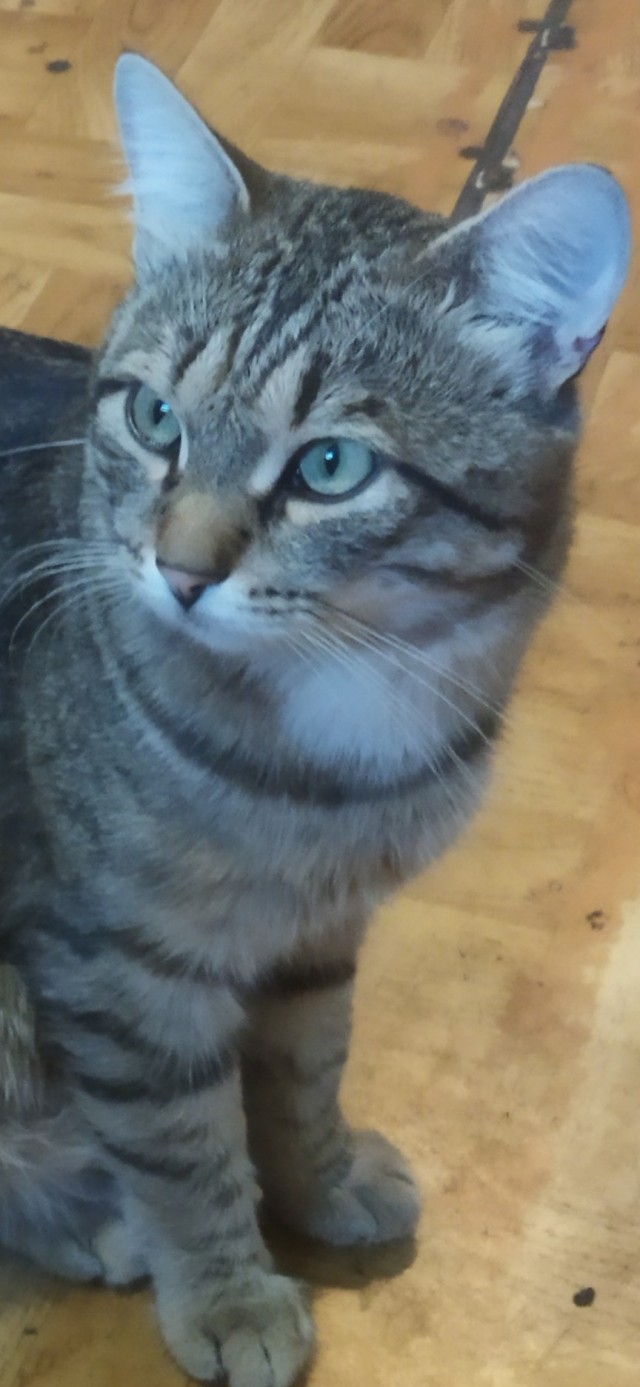Котовторник. Мой котан