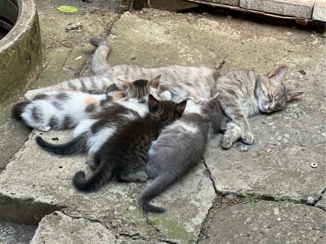 Нашли месячного котёнка