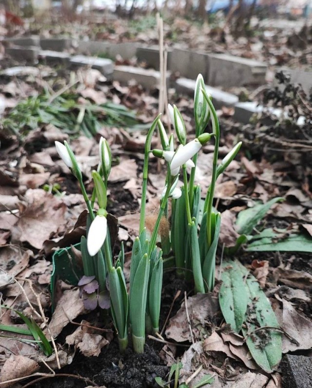 Начался третий месяц зимы...