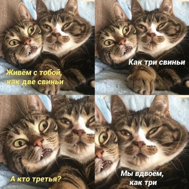 Девушка попросила в Хвиттере остальных скинуть любимые мемы с котами