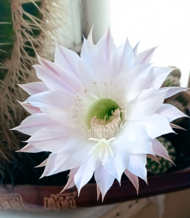 День кактуса