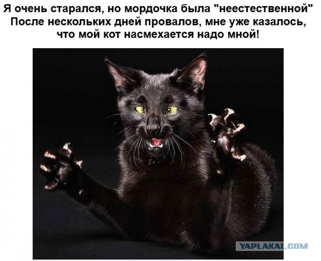 Как правильно рисовать кота