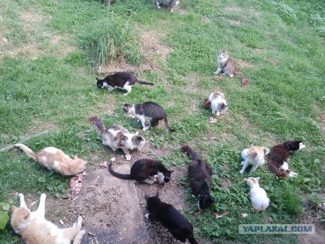 Жизнь домашнего приюта для котеек 555