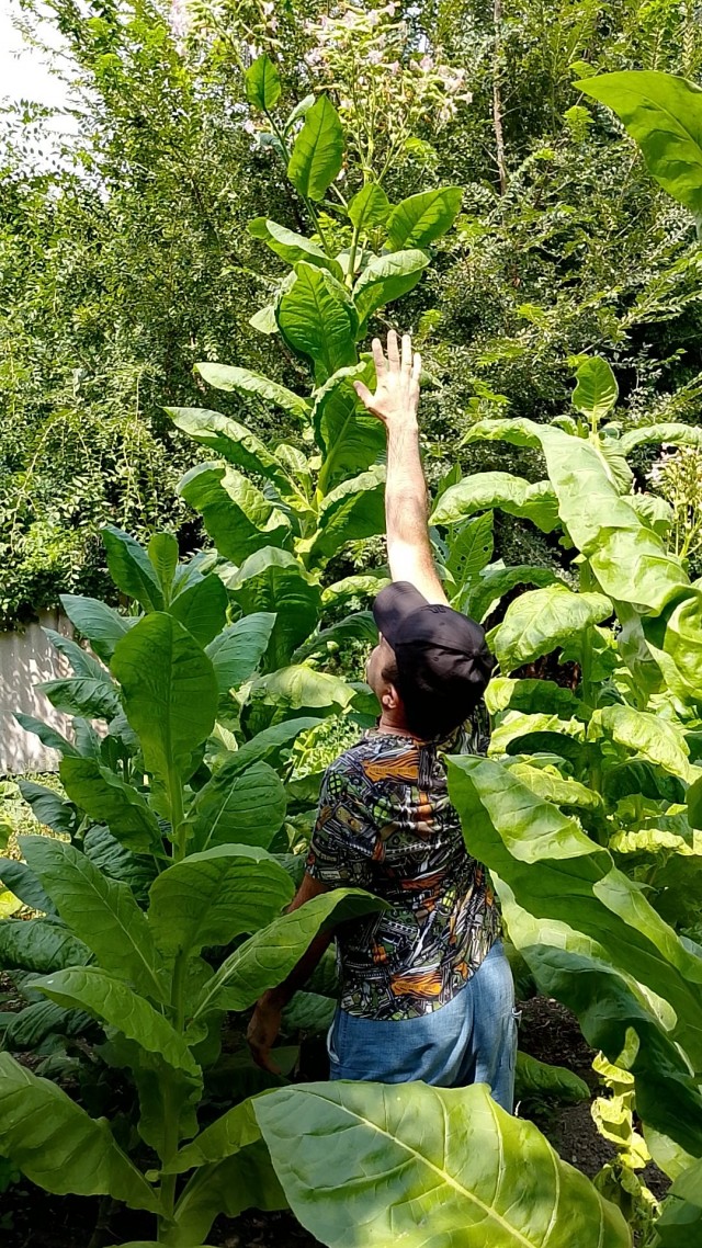 Наш табак все прёт в рост.