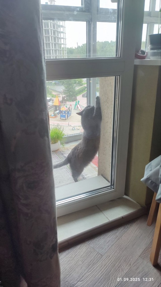 Кото вторник 2.09.2025.