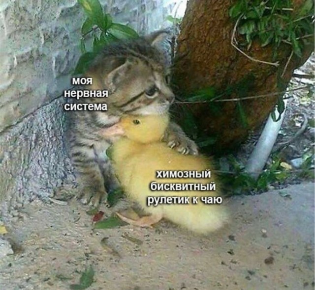 Веселое настроение в картинках (28.09.2025)