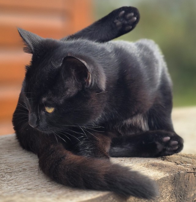 Котовторнику да