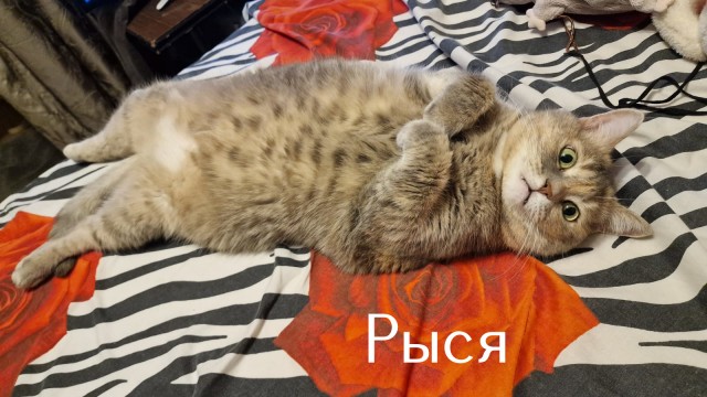 Жизнь домашнего приюта "Котоленд" 517