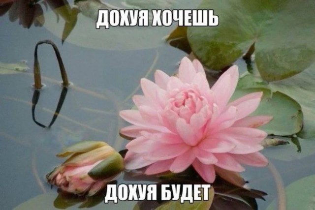 Небаянистая деградация 13 (Дегрономикон)