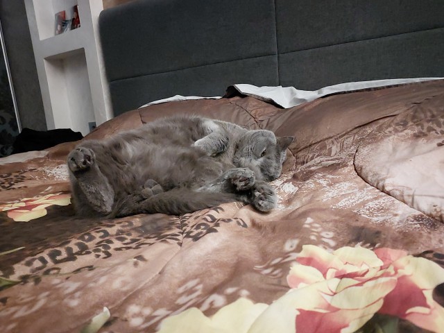 Смоки и огромный хвост