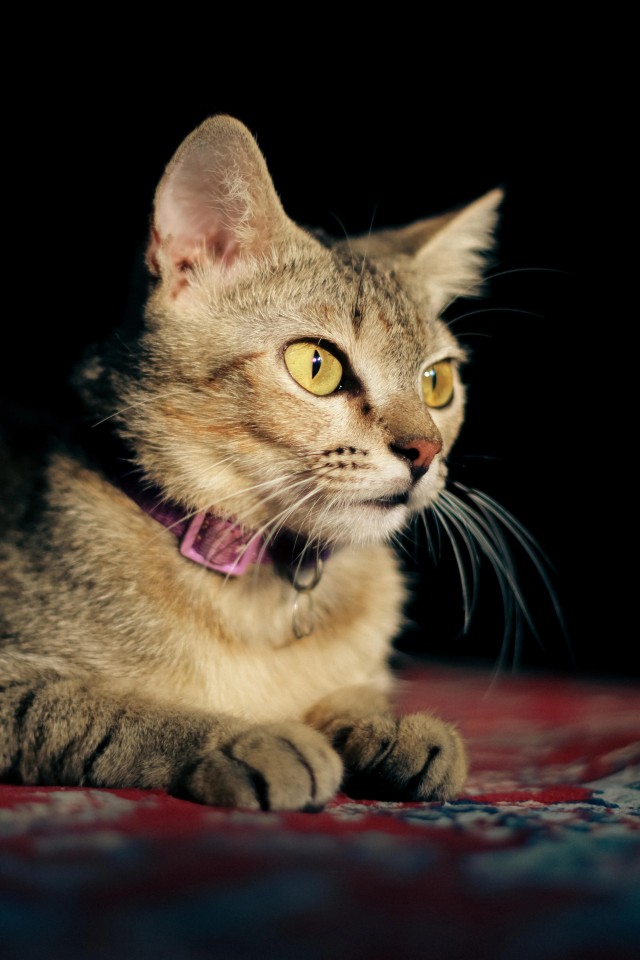Рандомных фото котов тред