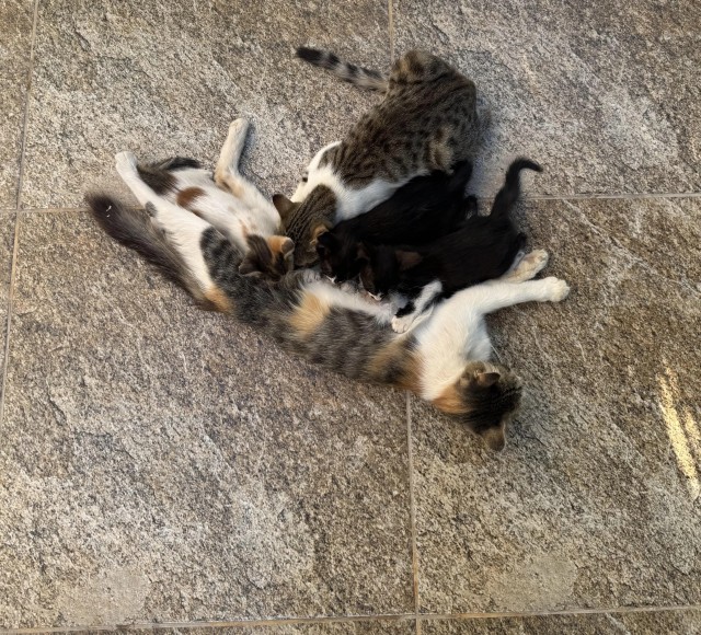 Что-то тут не так (котовторник)