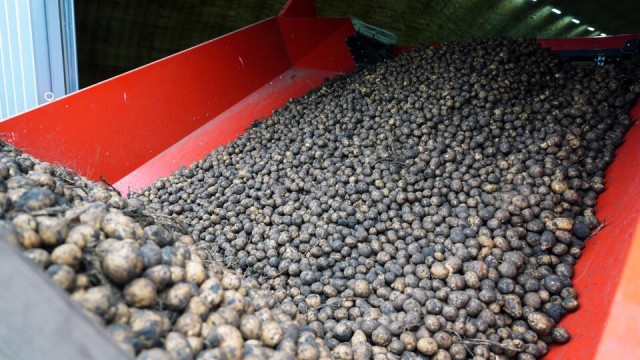 Россия сократила импорт китайского картофеля в 2,5 раза