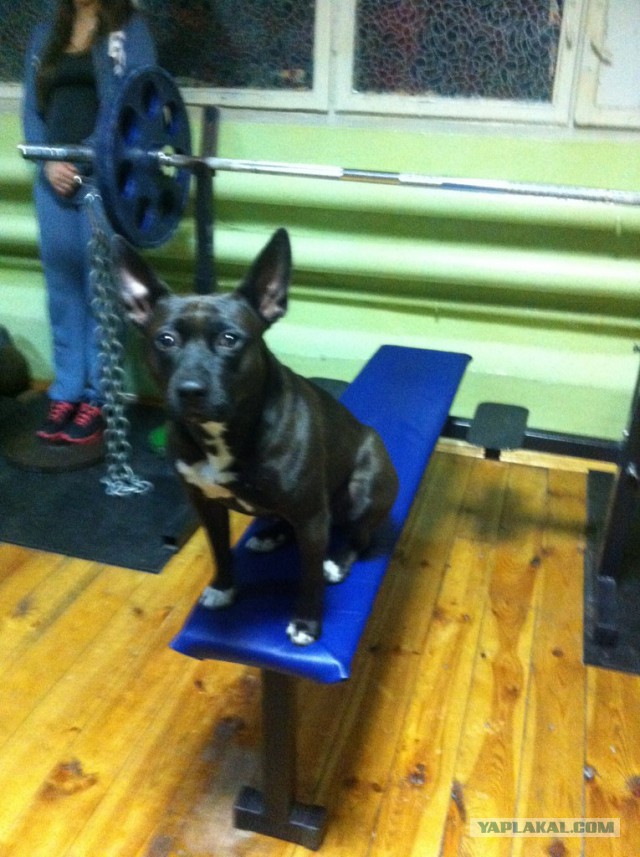 Собакочетверг на 02.01.2014