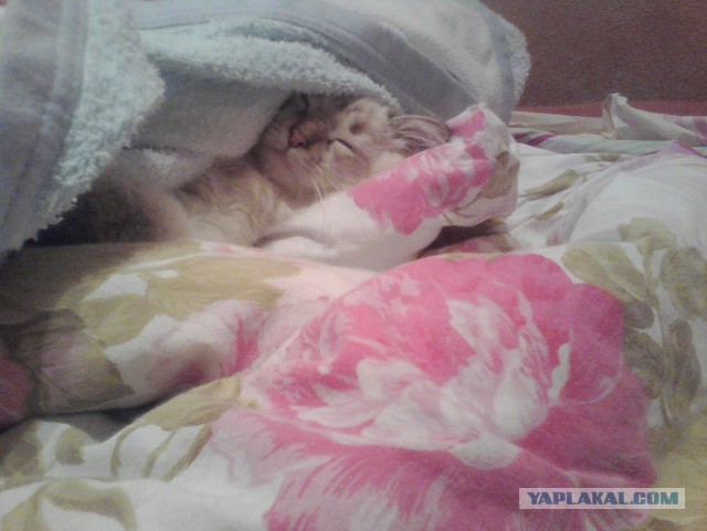 Котовторник 4.02.2014