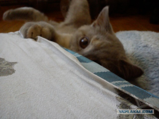 Котовторник 18.03.2014
