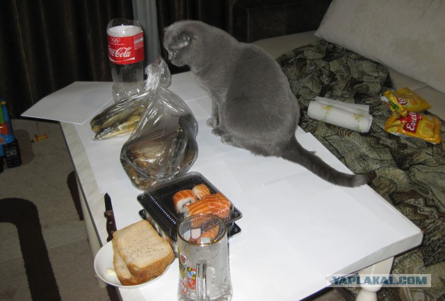 Котовторник  25.03.2014