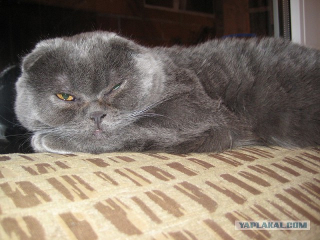 Котовторник 01.04.2014