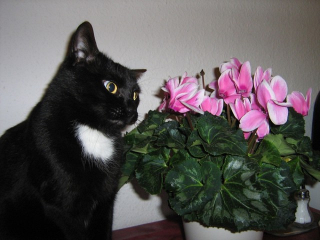 Котовторник 6.05.2014