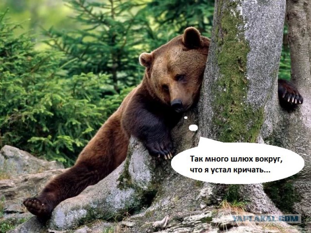 Медведи почти на все случаи жизни