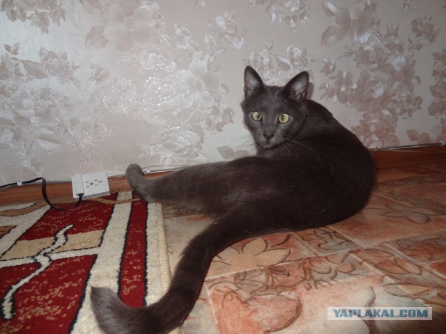 Котовторник 22.07.14