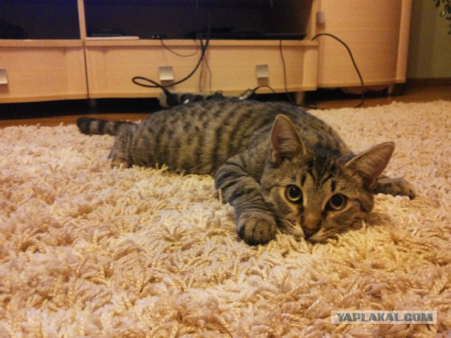 Котовторник 11.11.2014