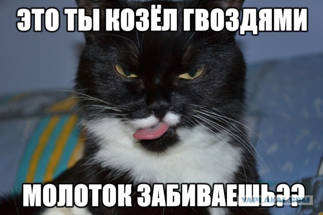 Котовторник 11.11.2014