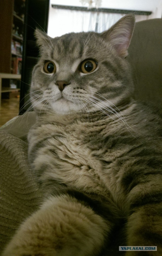 Котовторник 25.11.2014