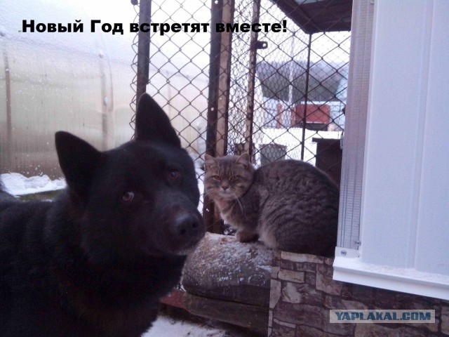 Забавные картинки с котами из сети