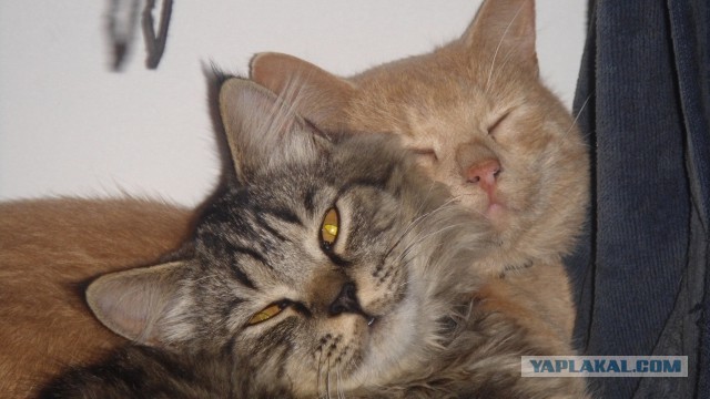 Коты, постигшие искусство сон-фу.