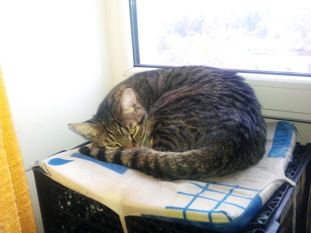 Котовторник 20.01.2015