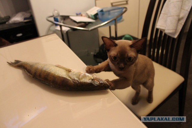 Котовторник.