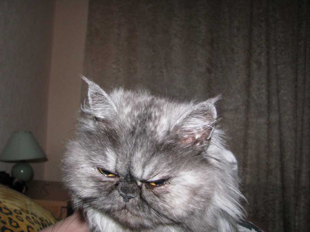 Самые популярные клички кошек и котов