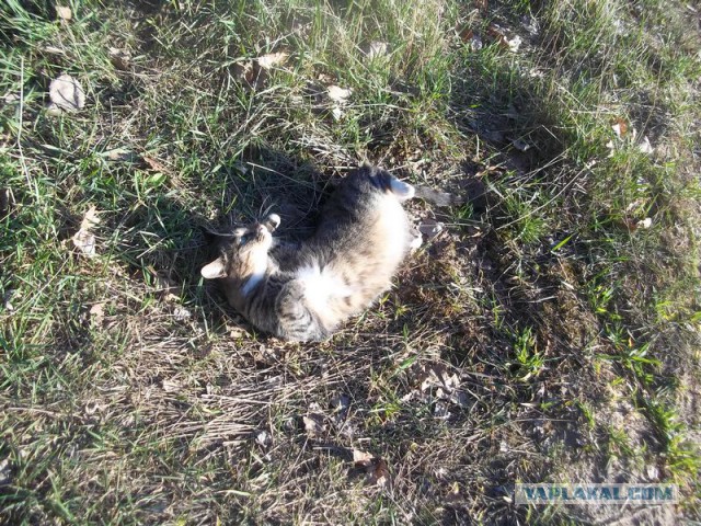 Жизнь домашнего приюта для котеек 56