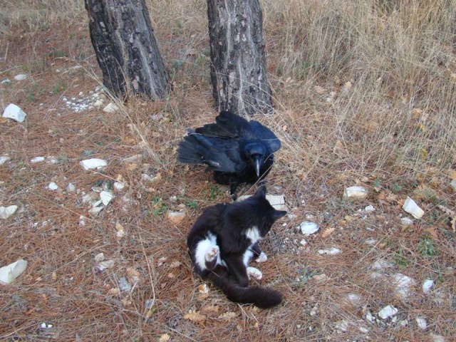 Наглые пернатые морды