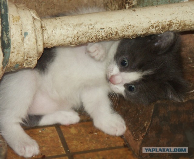 Котовторник