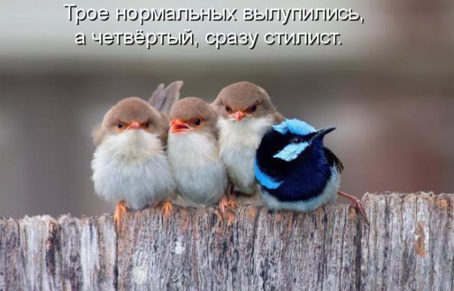 Для поднятия настоения