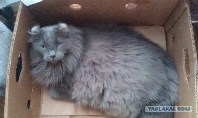 Котовторник 14.07.2015