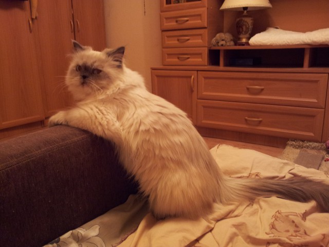 Котовторник 28.07.2015