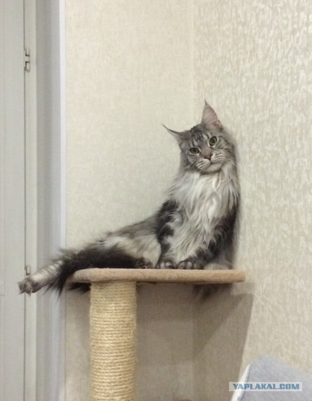Котовторник 03.11.2015